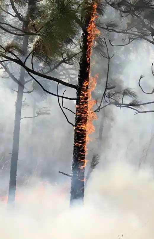 Tronc d’arbre en feu après un coup de foudre, dans la fumée