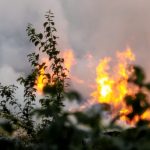 Flammes et fumée d’un incendie de végétation vues à travers les feuillages